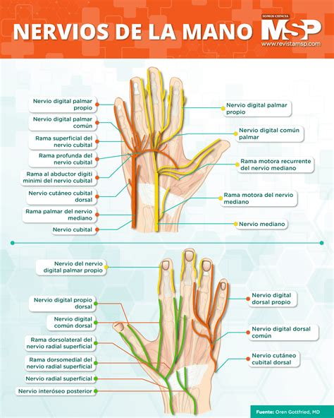 nervios de la mano-4